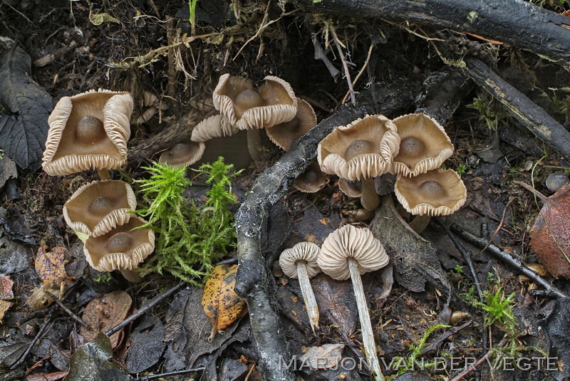 Ballonsatijnzwam - Entoloma globuliferum