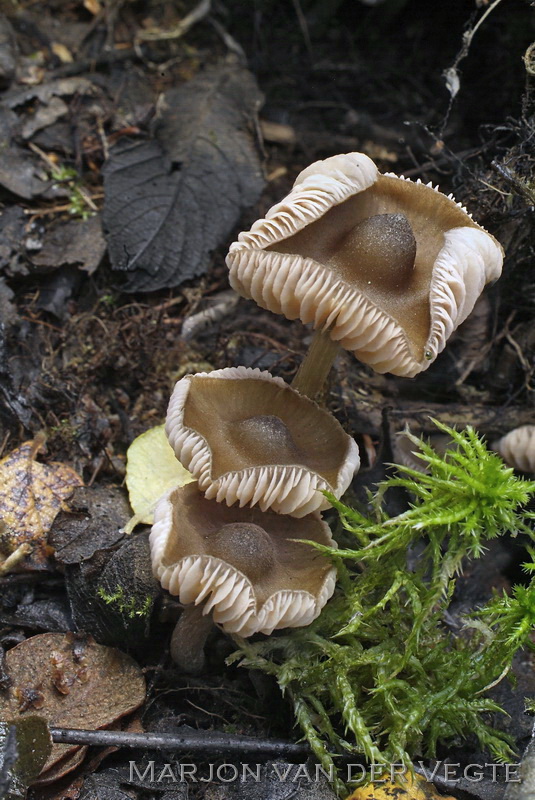 Ballonsatijnzwam - Entoloma globuliferum