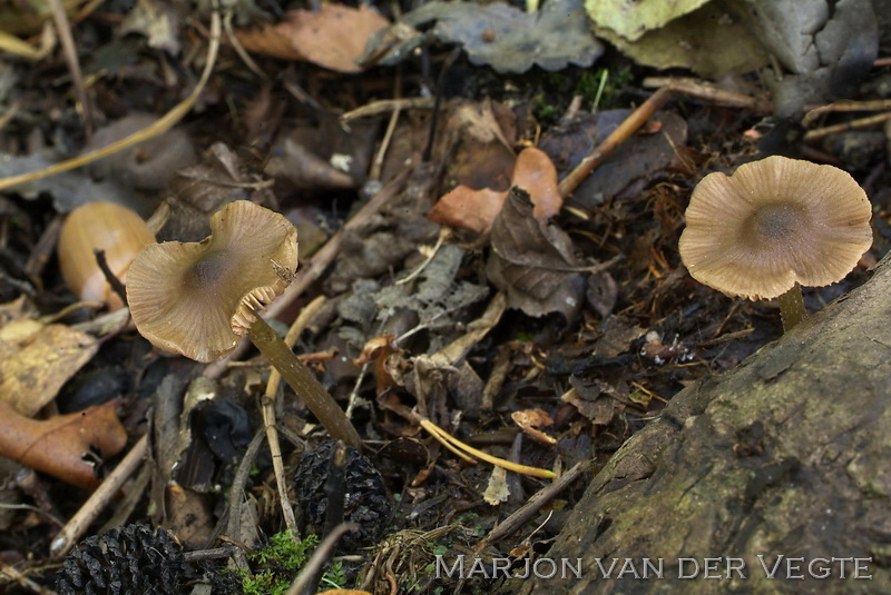 Ballonsatijnzwam - Entoloma globuliferum