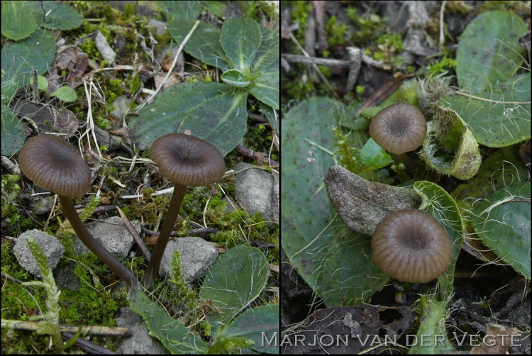 Entoloma graphitipes - Entoloma graphitipes