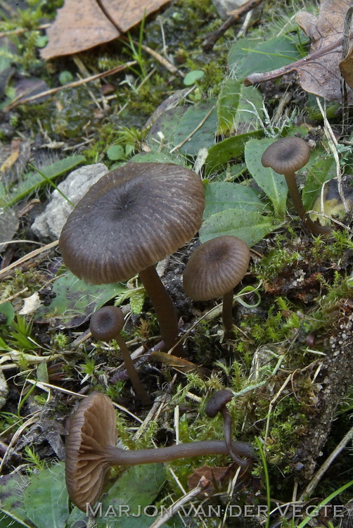 Entoloma graphitipes - Entoloma graphitipes