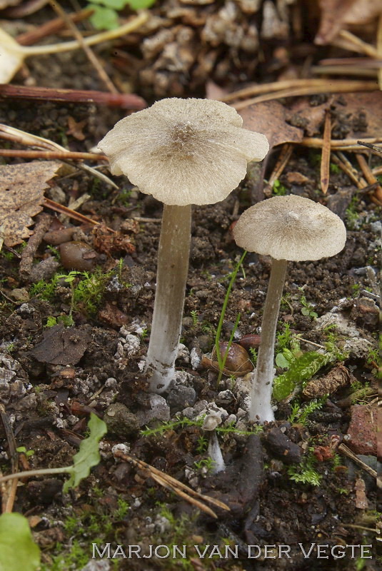 Entoloma griseopulchrum - Entoloma griseopulchrum