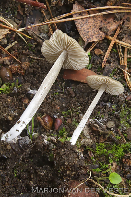 Entoloma griseopulchrum - Entoloma griseopulchrum