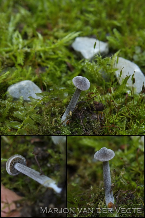 Entoloma leptopus - Entoloma leptopus