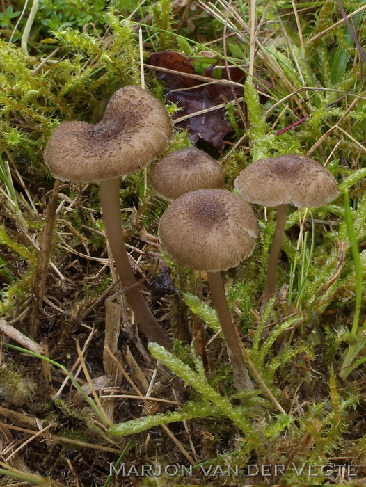 Vezelkopsatijnzwam - Entoloma hispidulum