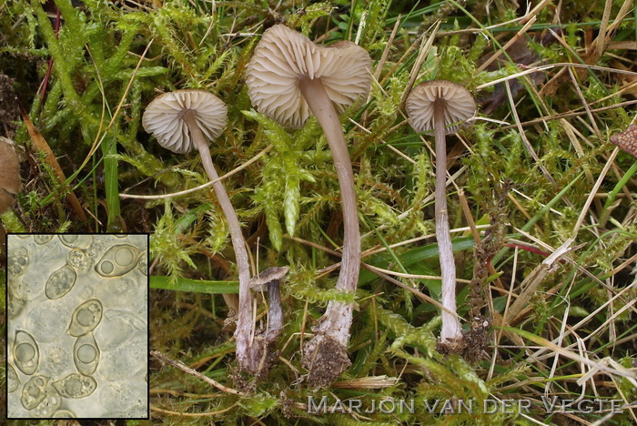 Vezelkopsatijnzwam - Entoloma hispidulum