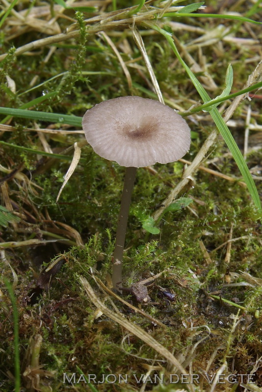 Bosstaalsteeltje - Entoloma incarnatofuscescens