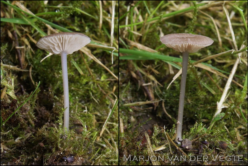 Bosstaalsteeltje - Entoloma incarnatofuscescens