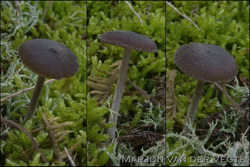 Zwartbruine satijnzwam - Entoloma vindobonense