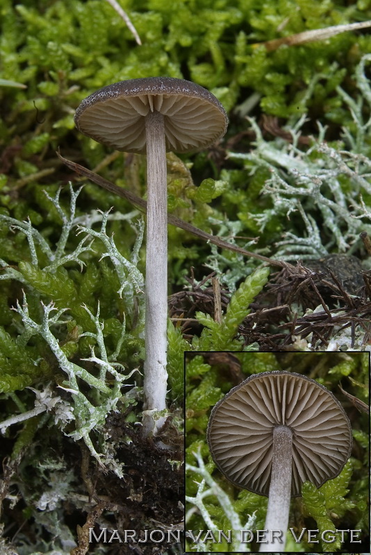 Zwartbruine satijnzwam - Entoloma vindobonense