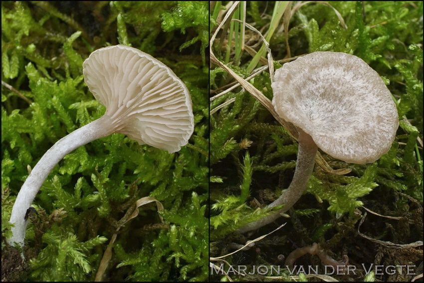 Wollige trechtersatijnzwam - Entoloma lanicum