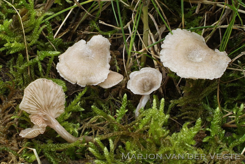 Wollige trechtersatijnzwam - Entoloma lanicum