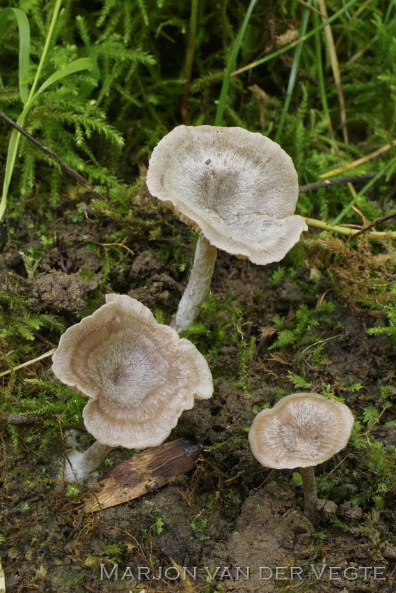 Wollige trechtersatijnzwam - Entoloma lanicum