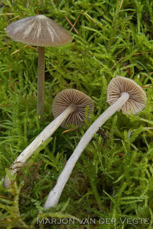 Geeltepelsatijnzwam - Entoloma cuneatum