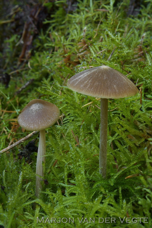 Geeltepelsatijnzwam - Entoloma cuneatum