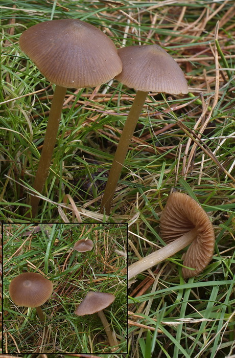 Geeltepelsatijnzwam - Entoloma cuneatum