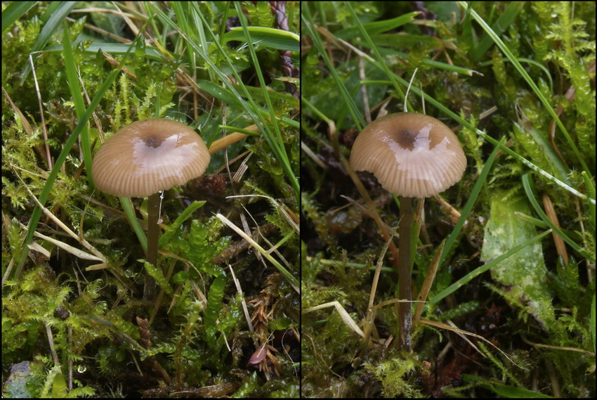 Entoloma leptopus - Entoloma leptopus