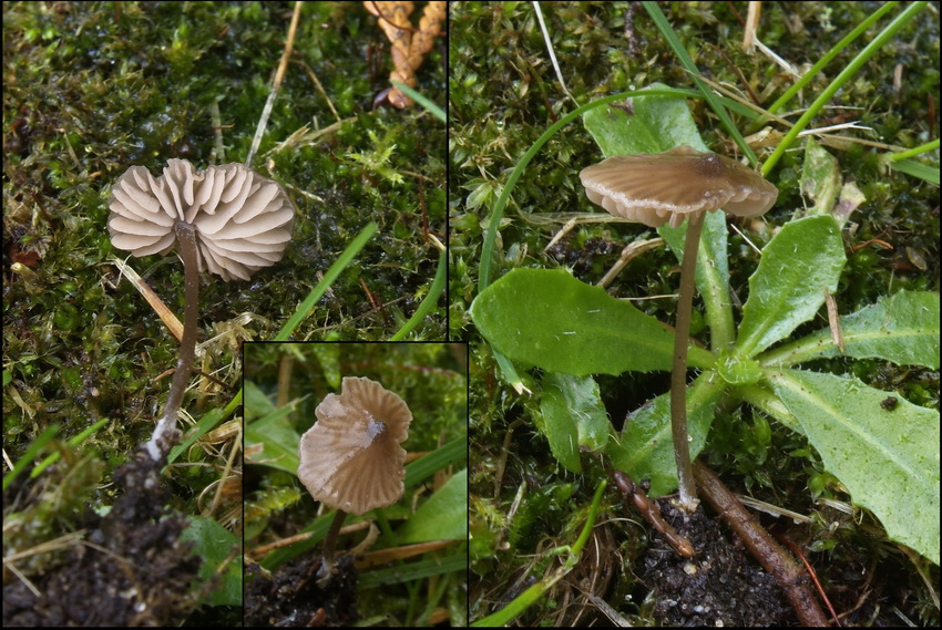 Entoloma leptopus - Entoloma leptopus