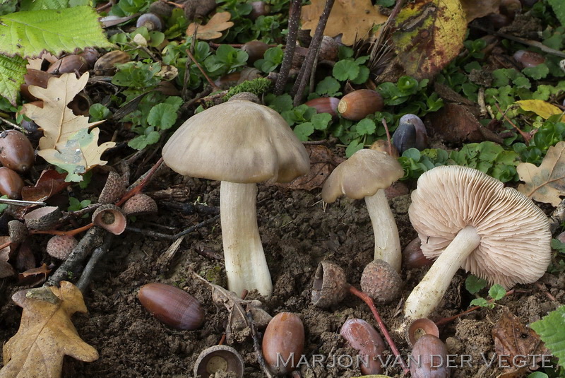 Geelbruine satijnzwam - Entoloma lividoalbum