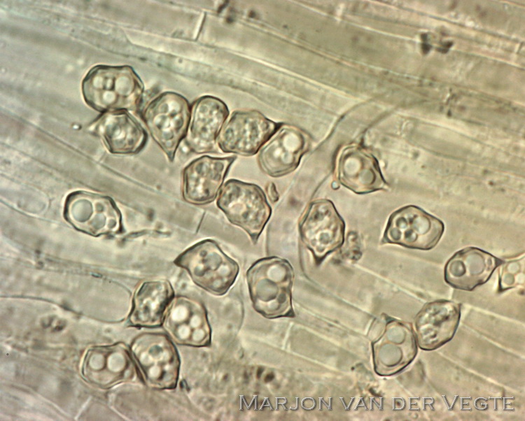 Blauwlila staalsteeltje - Entoloma cyaneolilacinum