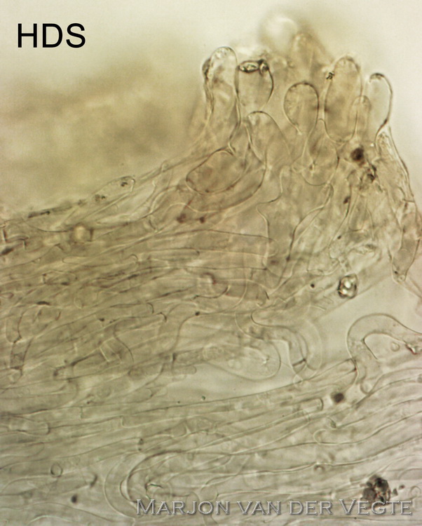 Blauwlila staalsteeltje - Entoloma cyaneolilacinum