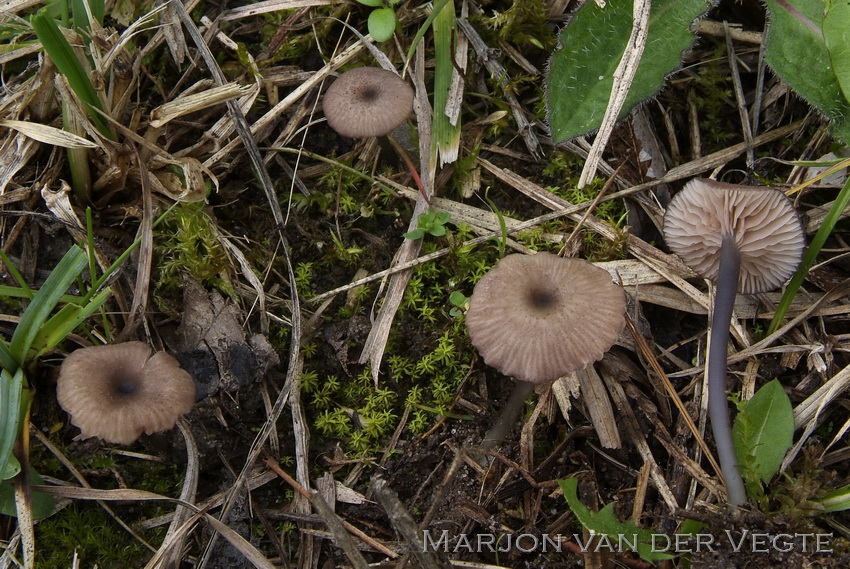 Blauwlila staalsteeltje - Entoloma cyaneolilacinum