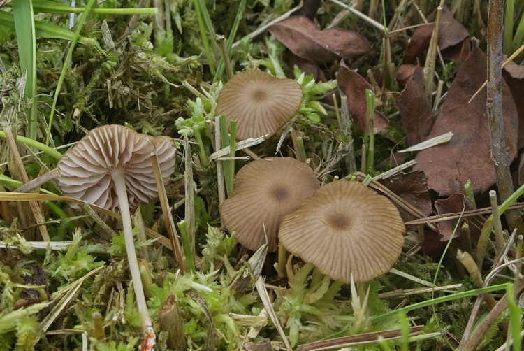 Citroensteelsatijnzwam - Entoloma chloropolium