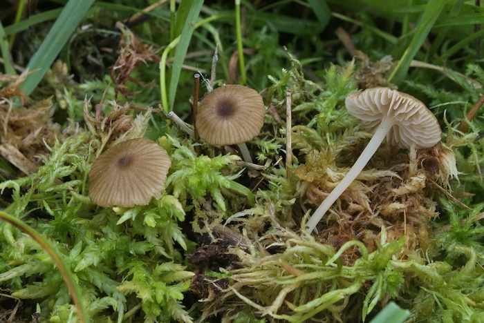 Citroensteelsatijnzwam - Entoloma chloropolium