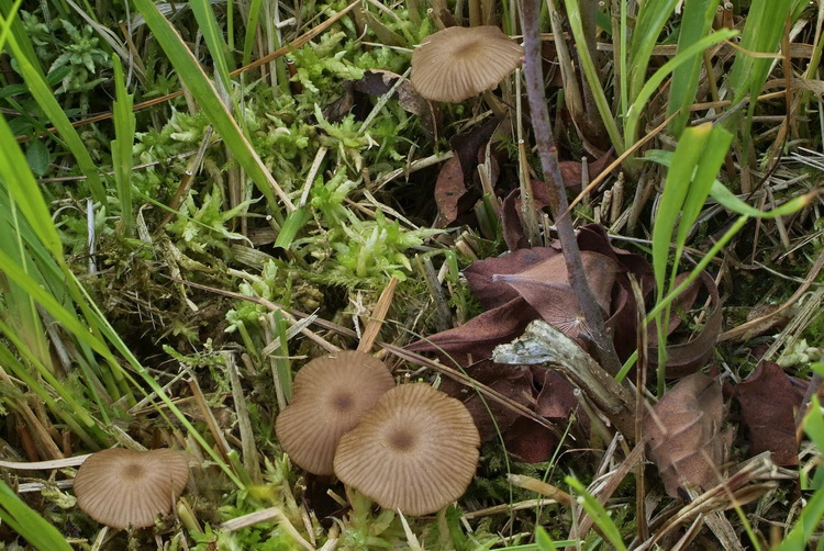 Citroensteelsatijnzwam - Entoloma chloropolium