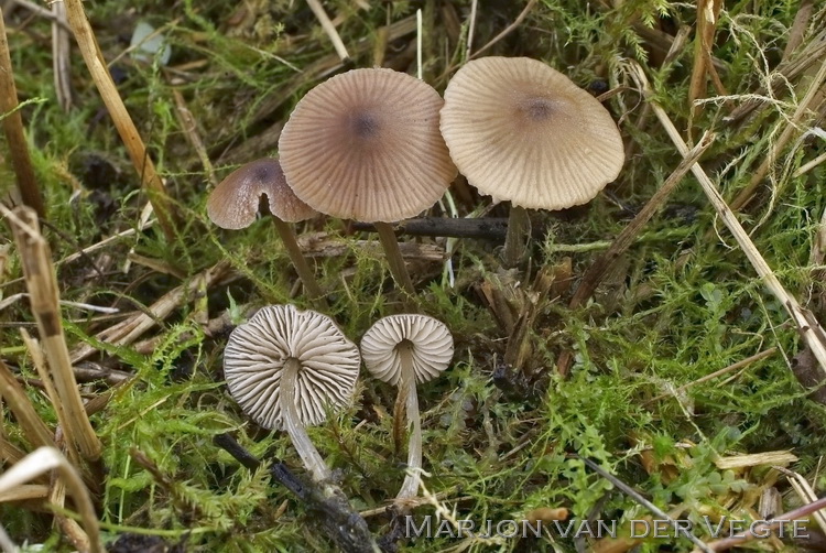 Spitshoeksporige satijnzwam - Entoloma milthaleri