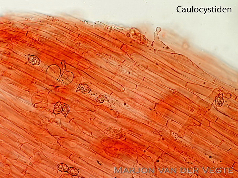 Pijpenstrosatijnzwam - Entoloma moliniophilum Pijpenstrosatijnzwam - Entoloma moliniophilum