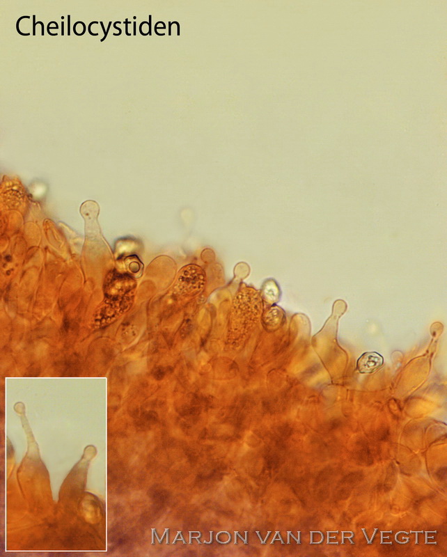 Pijpenstrosatijnzwam - Entoloma moliniophilum