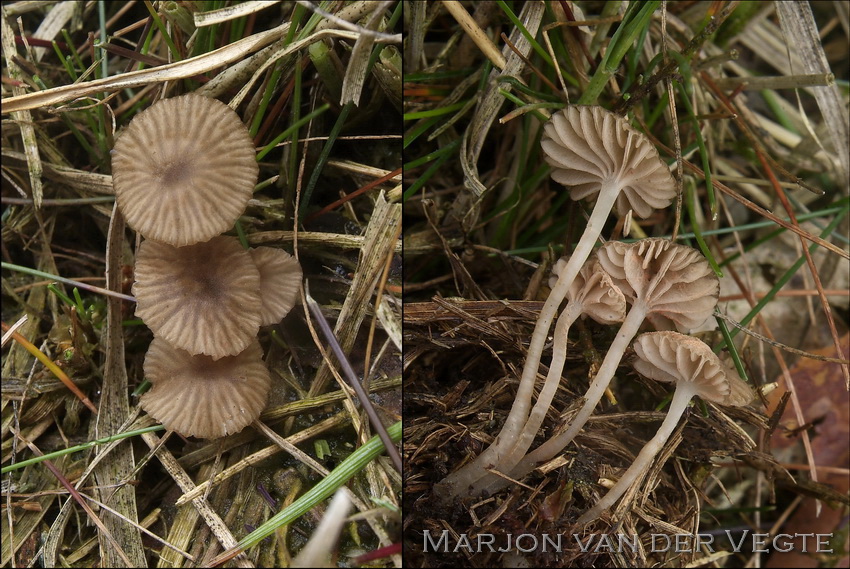 Pijpenstrosatijnzwam - Entoloma moliniophilum Pijpenstrosatijnzwam - Entoloma moliniophilum