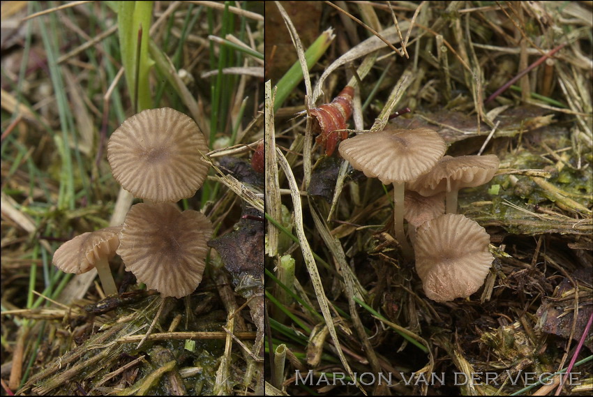 Pijpenstrosatijnzwam - Entoloma moliniophilum Pijpenstrosatijnzwam - Entoloma moliniophilum