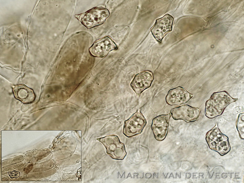 Pijpenstrosatijnzwam - Entoloma moliniophilum Pijpenstrosatijnzwam - Entoloma moliniophilum