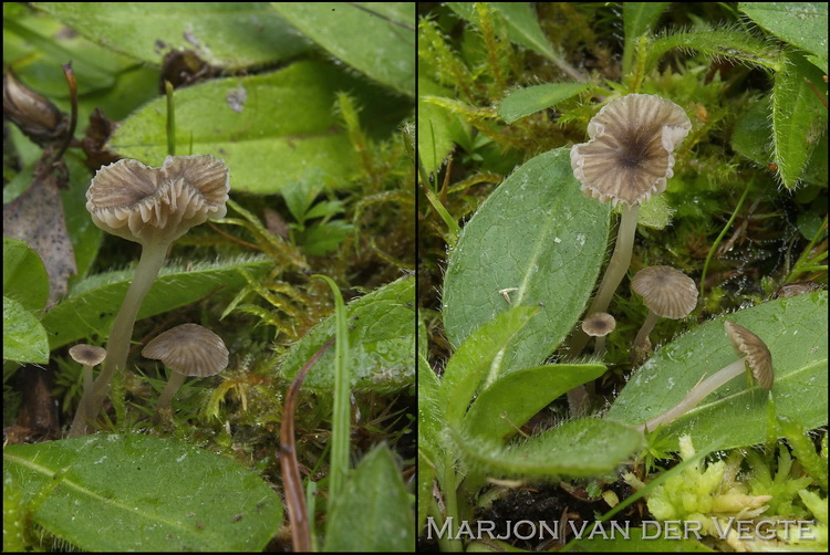 Pijpenstrosatijnzwam - Entoloma moliniophilum