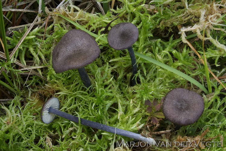 Zwartblauwe satijnzwam - Entoloma atrocoeruleum