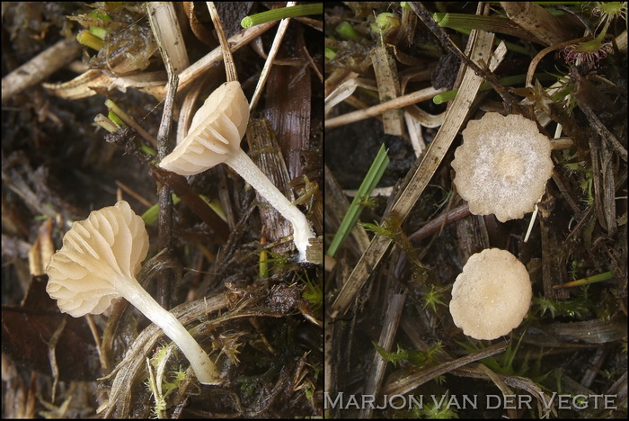 Bleekgele satijnzwam - Entoloma neglectum