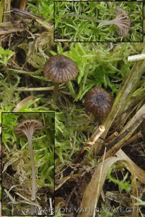 Entoloma pudens - Entoloma pudens