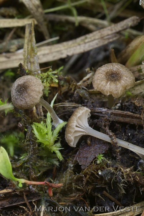 Entoloma pudens - Entoloma pudens