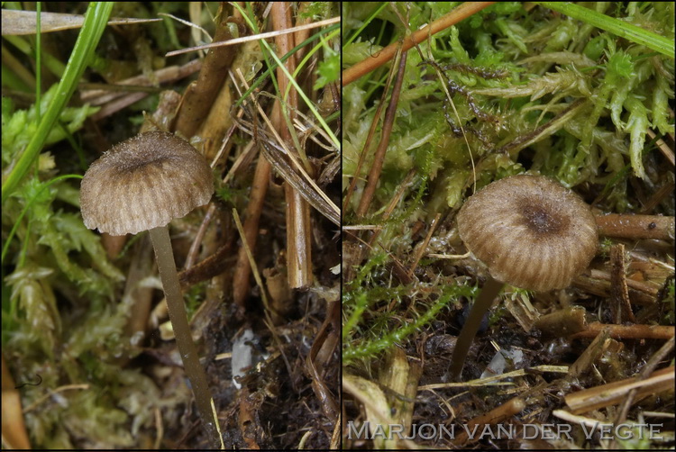 Entoloma pudens - Entoloma pudens