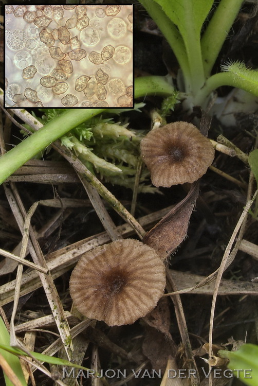 Entoloma pudens - Entoloma pudens