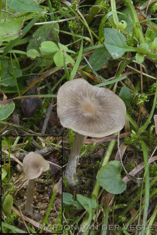 Zijdeglanssatijnzwam - Entoloma lucidum