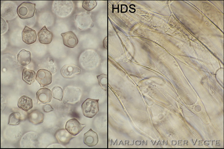 Zijdeglanssatijnzwam - Entoloma lucidum