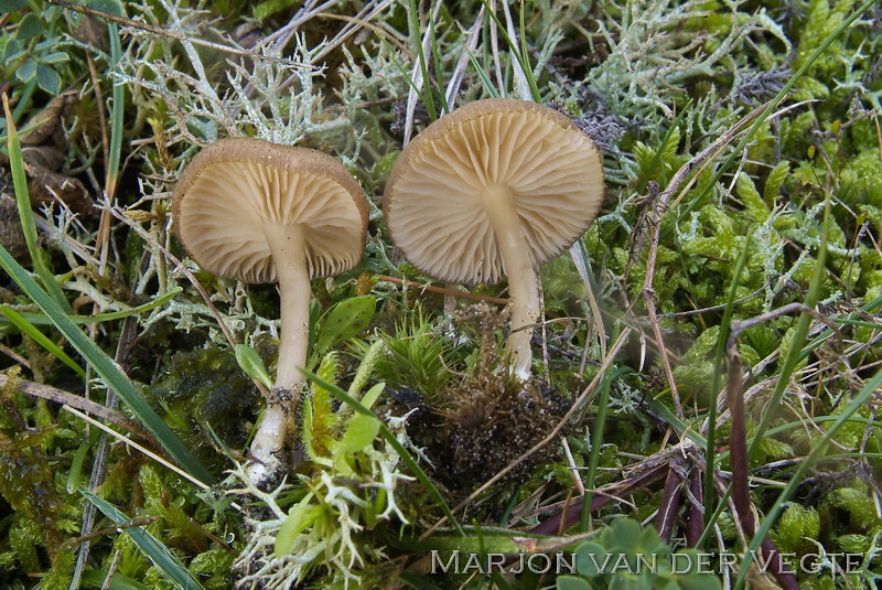 Okerkleurig staalsteeltje - Entoloma ochromicaceum