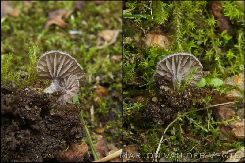 Entoloma ollare - Entoloma ollare