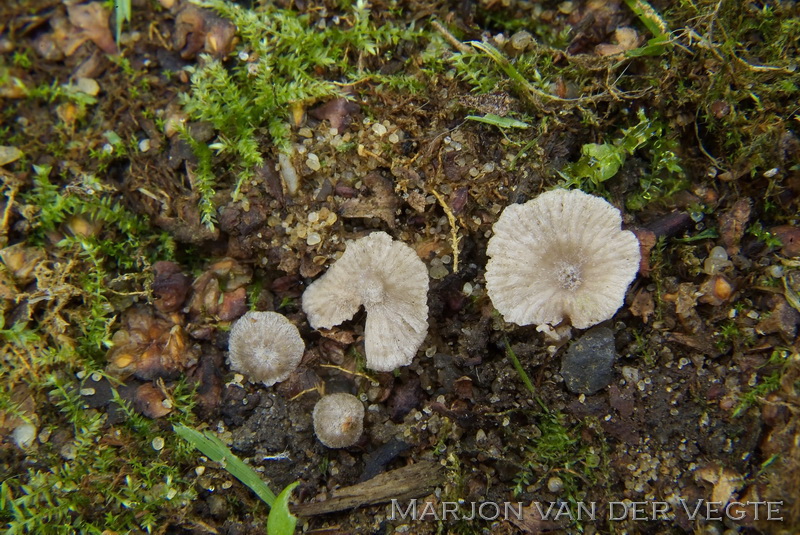 Entoloma ollare - Entoloma ollare