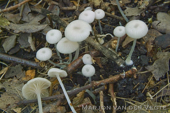 Kleine sneeuwvloksatijnzwam - Entoloma percandidum