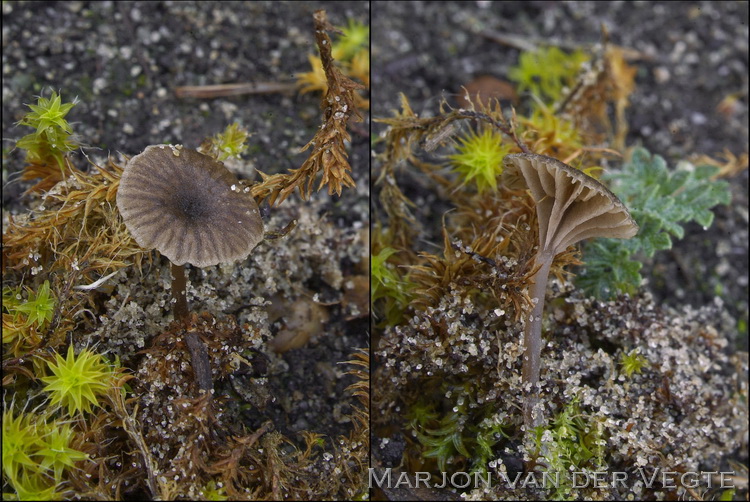 Grauwe trechtersatijnzwam - Entoloma phaeocyathus