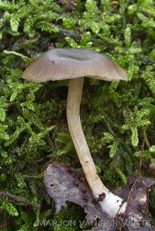 Hertensatijnzwam - Entoloma zuccherellii